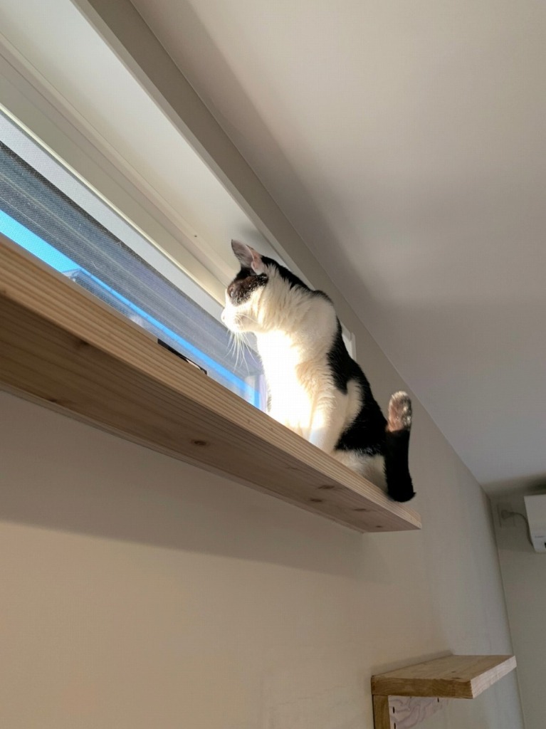 無垢板キャットウォーク